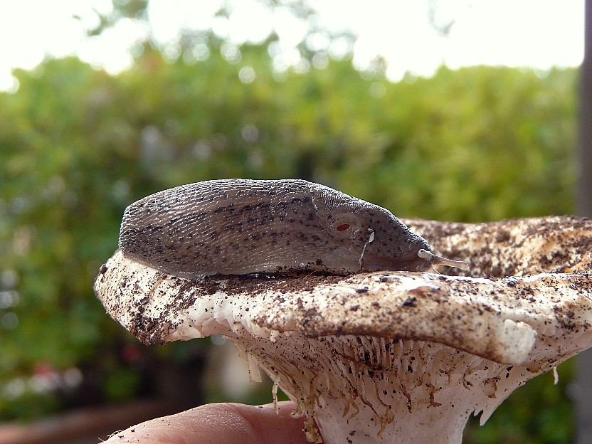 Limax millipunctatus (Forcart) da San Marco in Lamis (FG)